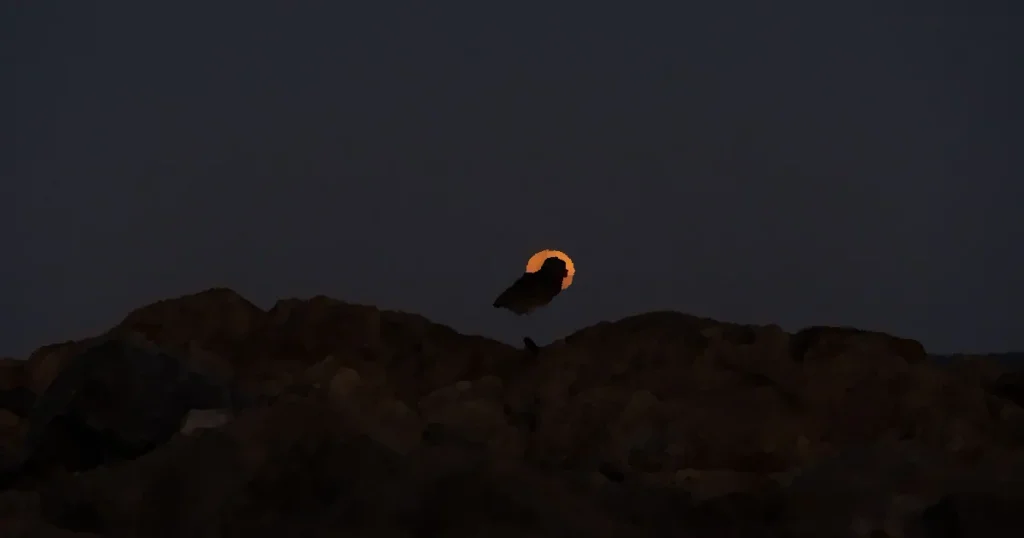 A captivating silhouette of a bird on rocks with the moon in the background at Punta del Este.