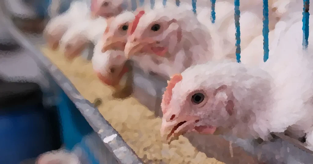 White chickens feeding in a farm setting with a blurred background.